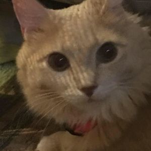 Meet your Posher, Iffath